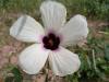 Gongura Sorrel Flower